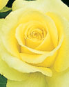 tearose.jpg